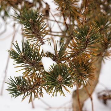 Pinus thunbergii Kotobuki - Japanese Black Pine
