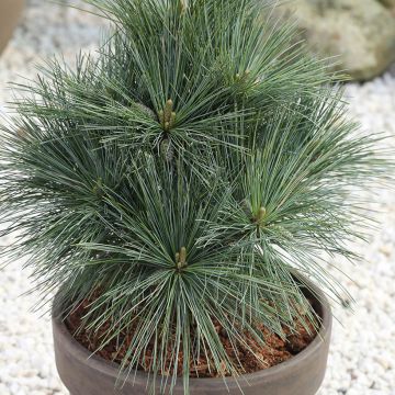 Pinus strobus Secrest - Eastern White Pine