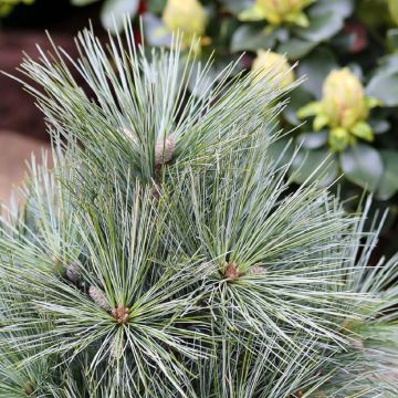 Pinus strobus Mary Butler - Eastern White Pine