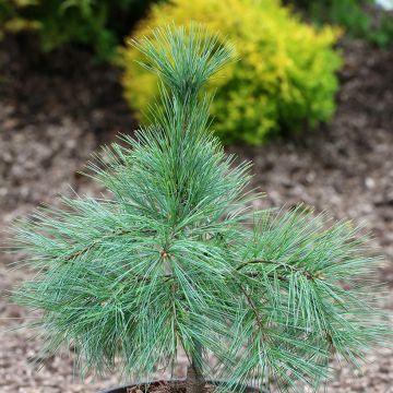 Pinus strobus Niagara Falls - Eastern White Pine