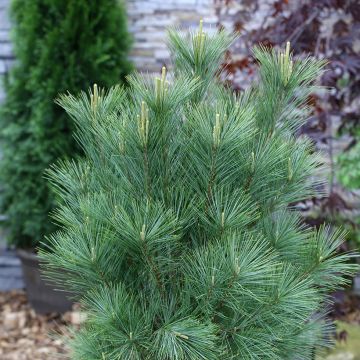 Pinus wallichiana Densa Hill - Bhutan Pine