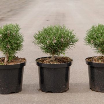 Pinus mugo Heideperle