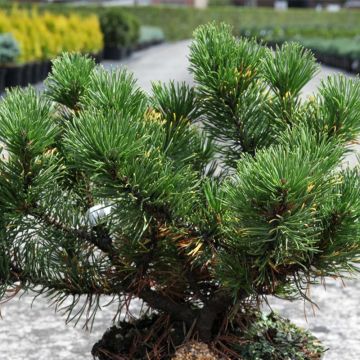 Pinus mugo Carstens Wintergold - Dwarf Mountain Pine