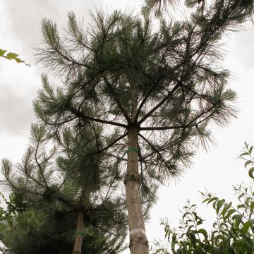 Austrian black pine - Pinus nigra nigra