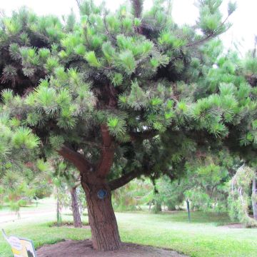 Pinus insignis - Monterey Pine