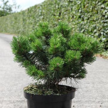 Pinus mugo Gnom - Dwarf Mountain Pine