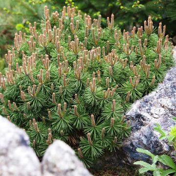 Pinus mugo Mops - Dwarf Mountain Pine
