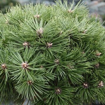 Pinus nigra Agnes Brégeon - Black Pine