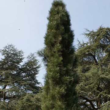 Pinus nigra Molette - Black Pine