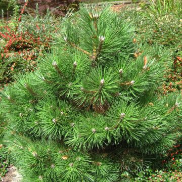 Dwarf Black Pine - Pinus nigra Nana