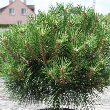 Pinus nigra Pierrick Bregeon - Black Pine
