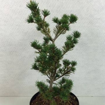 Pinus parviflora Adcocks Pyramid - Japanese White Pine