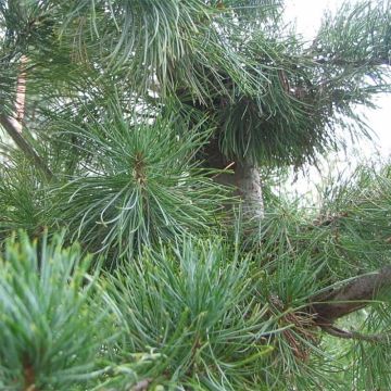 Pinus parviflora Glauca - Japanese White Pine