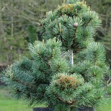 Pinus parviflora Negishi - Japanese White Pine
