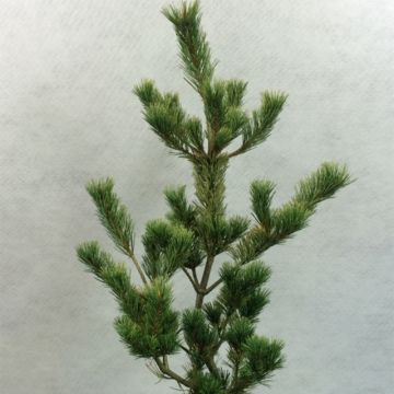 Pinus parviflora Ogon-goyo - Japanese White Pine