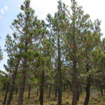 Pinus pinaster - Maritime pine