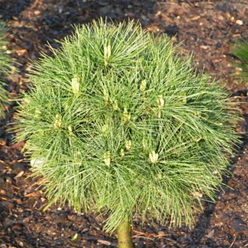 Pinus strobus Greg - Eastern White Pine