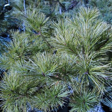Pinus strobus Horsford - Eastern White Pine