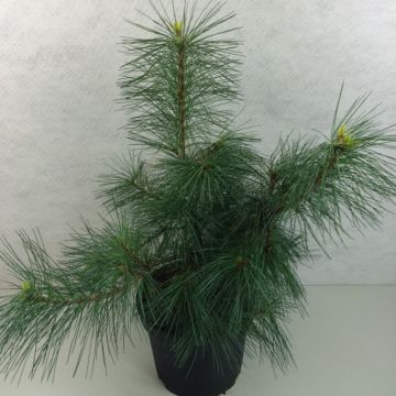Pinus strobus Wendy - Eastern White Pine