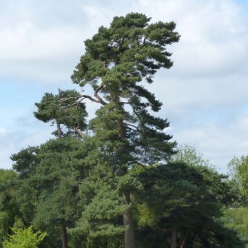 Pinus sylvestris - Scots Pine