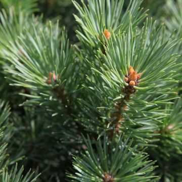 Pinus sylvestris Watereri - Scots Pine