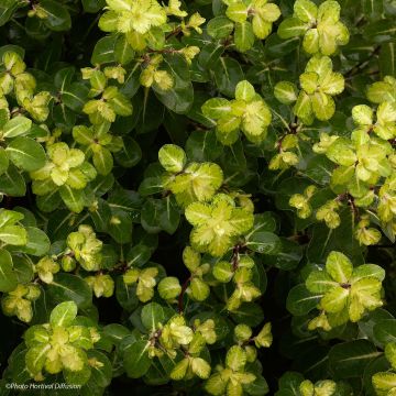 Pittosporum tenuifolium Abbotsbury Gold - Kohuhu