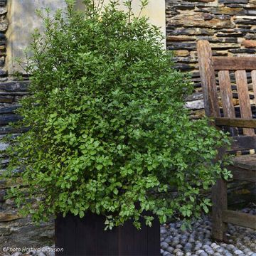 Pittosporum tenuifolium Emerald Dome ('Minpitto')