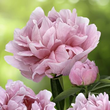 Paeonia x lactiflora Early Flamingo - Chinese Peony