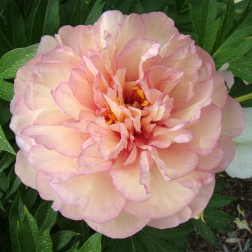 Paeonia x Itoh Scrumdidleyumptious - Intersectional Peony