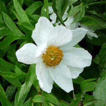 Paeonia emodi Early Windflower