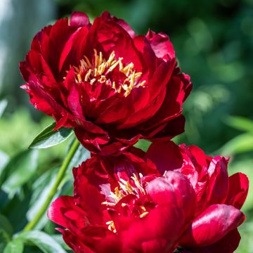 Pivoine Buckeye belle en souche