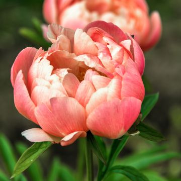 Pivoine lactiflora Coral Charm