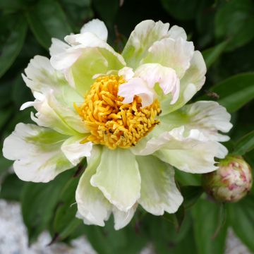 Paeonia lactiflora Green Lotus