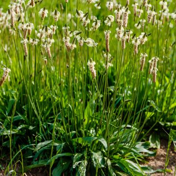 Ribwort Plantain organic seeds - Plantago lanceolata