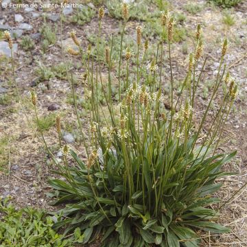 Plantago lanceolata 