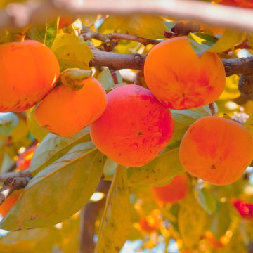 Diospyros kaki Budapest - Persimmon