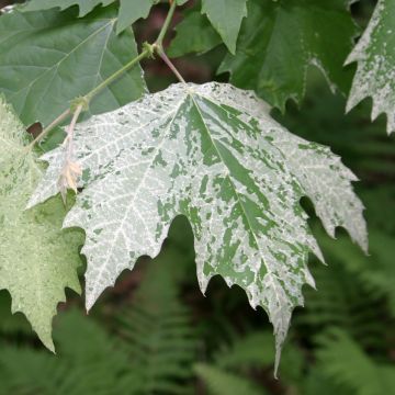 Platanus x hispanica Suttneri