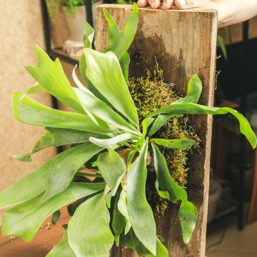 Platycerium alcicorne - Staghorn fern