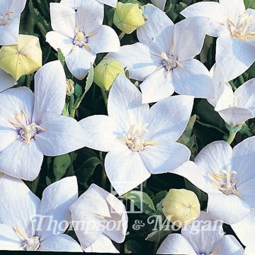 Platycodon grandiflorus Fuji White Seeds - Ballon flower