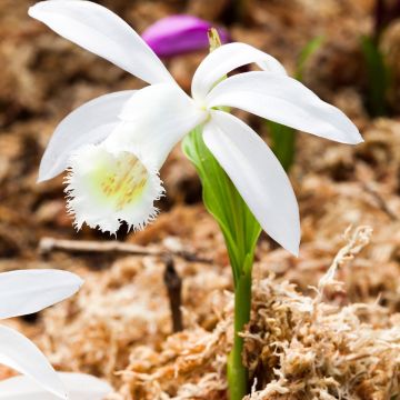 Pleione formosana Alba - Windowsill orchid