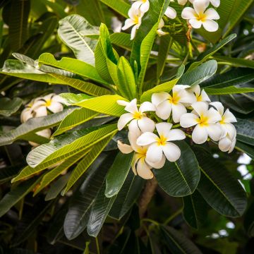 Plumeria obtusa - Frangipani