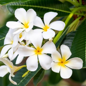 Plumeria obtusa - Frangipani