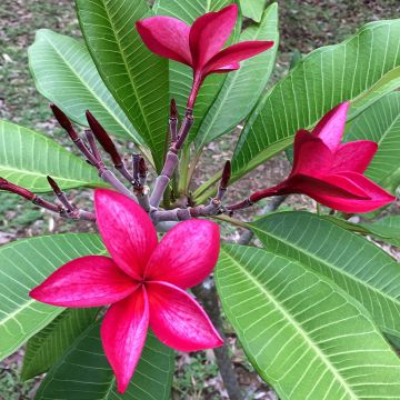 Plumeria rubra - Frangipani