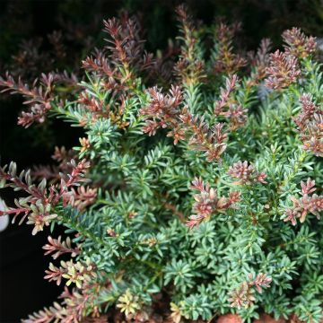 Podocarpus lawrencei Red Tip