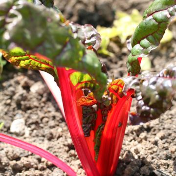 Swiss Chard Rhubarb - Ferme de Sainte Marthe Seeds