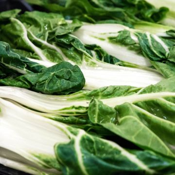 Green Chard with White Rib plants - Beta vulgaris