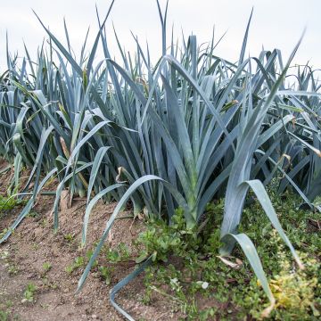 'Bleu de Solaise' Leek - Allium porrum