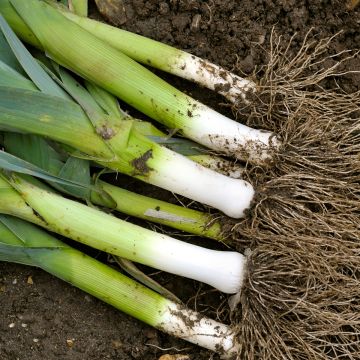 Monstruex d'Elbeuf Leek seeds - Allium porrum