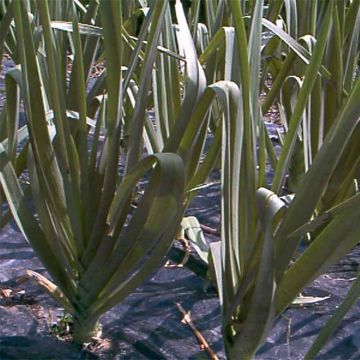 Organic Perpetual Leek - Allium ampeloprasum
