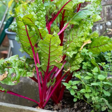 Swiss Chard Rhubarb Chard organic seeds - Beta vulgaris